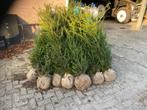 Taxus Baccata, Tuin en Terras, Ophalen of Verzenden, Taxus, Struik