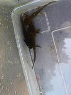 Jonge axolotl eigen kweek, Dieren en Toebehoren, Ophalen