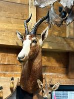 Opgezette blesbok, Ophalen of Verzenden