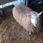 2 jaarling ramen, Dieren en Toebehoren