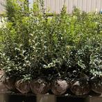 Haagplanten aan stuntprijzen!, Ophalen, Taxus