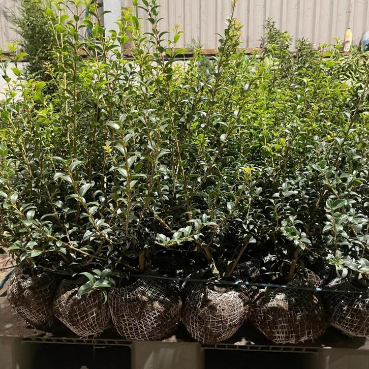 Haagplanten aan stuntprijzen!, Tuin en Terras, Planten | Struiken en Hagen, Taxus, Ophalen