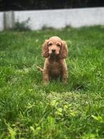 Cockapoo pupjes bij ons geboren, Dieren en Toebehoren, België, CDV (hondenziekte), 8 tot 15 weken, Meerdere