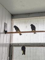 Zwarte sijzen te koop, Dieren en Toebehoren, Meerdere dieren, Wildzangvogel, Geringd