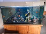 Aquarium te koop, Animaux & Accessoires, Enlèvement