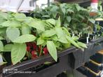 Planten hete pepers en chili in 11 soorten pepers, Halfschaduw, Zomer, Vaste plant, Ophalen