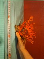 BRANCHE DE CORAIL ROUGE, Handtassen en Accessoires, Antieke sieraden, Ophalen of Verzenden, Overige materialen