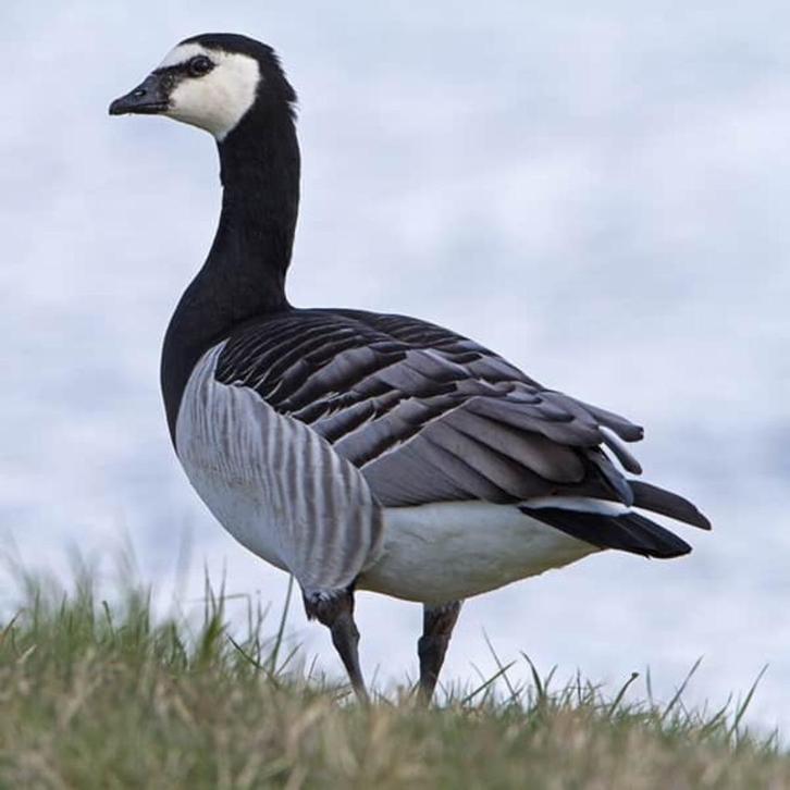 brandgans @ paradijshof, Dieren en Toebehoren, Pluimvee, Gans of Zwaan, Meerdere dieren