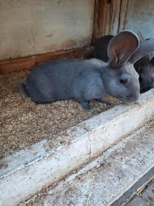 Diverse Konijnen, Dieren en Toebehoren, Konijnen