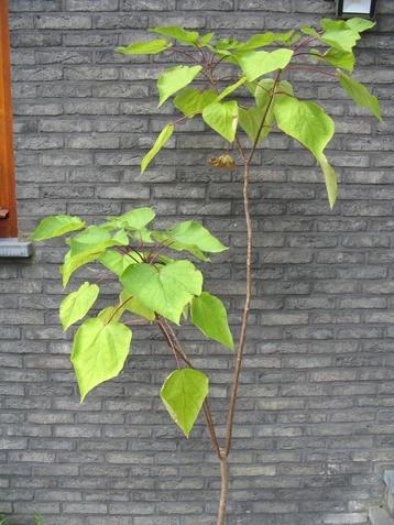 Catalpa, groene trompetboom, 2m beschikbaar voor biedingen