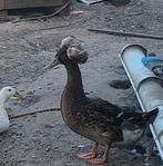 Kuifeend man, Dieren en Toebehoren, Pluimvee