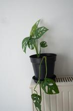 Monstrea obliqua, plante interieur tombante, pot neuf, Maison & Meubles, Plantes d'intérieur, Ombre partielle, Plante verte, Enlèvement