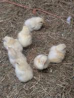 Kuikentjes 16 mei, Dieren en Toebehoren, Pluimvee