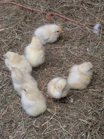 Kuikentjes 16 mei, Dieren en Toebehoren