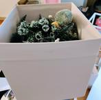 Kerstboompjes, Enlèvement