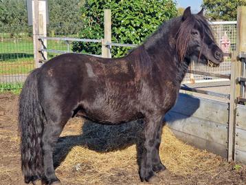 Mooie grote maat makke Gitzwarte Shetlander, Dieren en Toebehoren, Pony's, Gechipt, Ruin, Niet van toepassing, A pony (tot 1.17m)