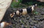 Caridina Crystal Black garnalen