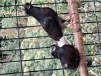 Sierduiven, Dieren en Toebehoren, Vogels | Duiven