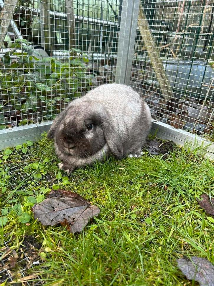 Nhd x minilop voedster, Dieren en Toebehoren, Konijnen, Dwerg, Meerdere dieren, 0 tot 2 jaar, Hangoor