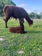 Alpaca merrie met hengst cria te koop, Dieren en Toebehoren, Januari, Meerdere dieren
