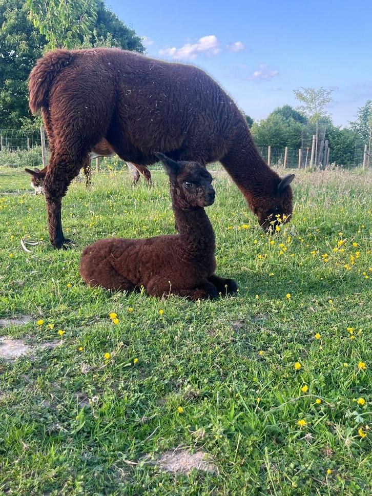 Alpaca merrie met hengst cria te koop, Dieren en Toebehoren, Overige Dieren, Meerdere dieren, Januari