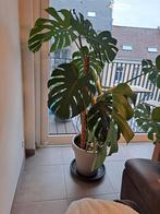 Monstera, Maison & Meubles, Plantes d'intérieur, En pot, Plante à fleurs, Ombre partielle, 150 à 200 cm