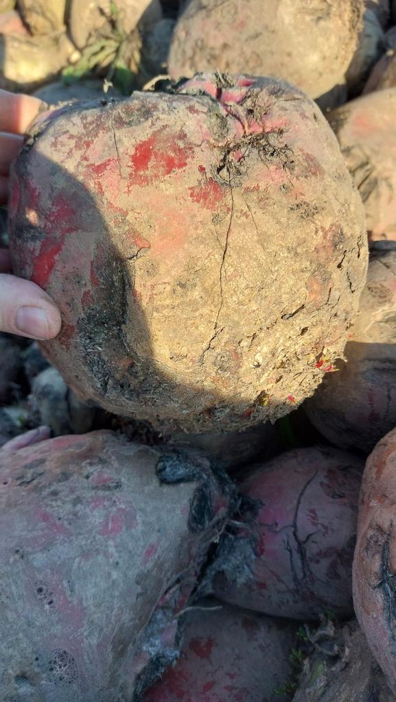 Mooi voederbieten rialto, Dieren en Toebehoren, Dierenvoeding, Ophalen