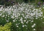 Margrieten uit volle grond (Leucanthemum), Tuin en Terras, Planten | Tuinplanten, Ophalen