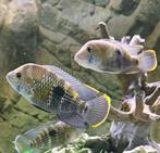 Green terror (ailerons orange/blanche)