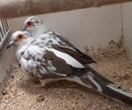 diamantduiven, Dieren en Toebehoren, Vogels | Duiven, Meerdere dieren, Overige soorten