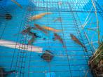 Kois, zeelt, albino graskarp, goudwindes