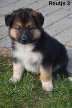 Prachtige kruising pupjes, Dieren en Toebehoren, Honden | Niet-rashonden, België, CDV (hondenziekte), 8 tot 15 weken, Groot