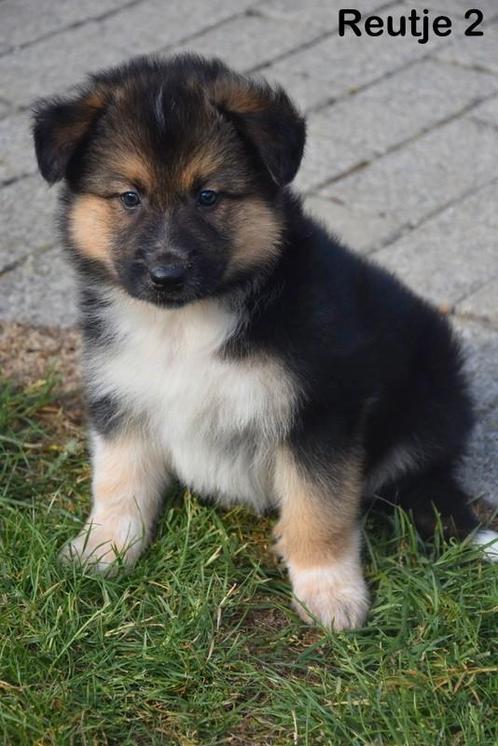 Prachtige kruising pupjes, Dieren en Toebehoren, Honden | Niet-rashonden, Groot, Meerdere dieren, Fokker | Professioneel, Meerdere