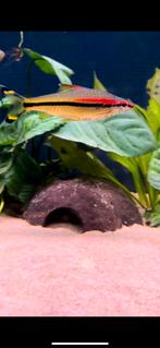 2x roseline shark, Dieren en Toebehoren, Vissen | Aquariumvissen