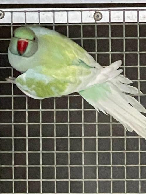 halsbandparkiet, Dieren en Toebehoren, Vogels | Parkieten en Papegaaien