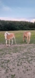 6-jarige Haflinger stamboek merrie met 1-jarig merrieveulen, Merrie, Met stamboom
