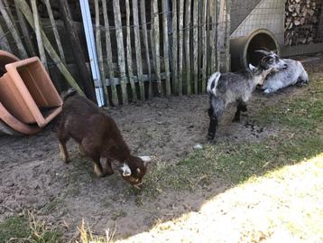 2 dwerggeitjes bokjes en broertjes  beschikbaar voor biedingen