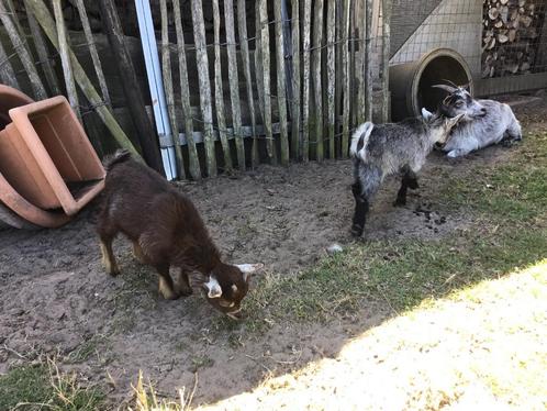 2 dwerggeitjes bokjes en broertjes, Dieren en Toebehoren, Schapen, Geiten en Varkens, Geit, Mannelijk, 0 tot 2 jaar