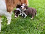 Tricolor border collie pups (ouders getest), Dieren en Toebehoren, CDV (hondenziekte), Meerdere, 8 tot 15 weken, Meerdere dieren