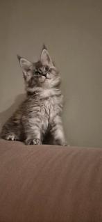 Maine Coon Kittens (met stamboom), Dieren en Toebehoren, Katten en Kittens | Raskatten | Langhaar, Meerdere dieren, Gechipt, 0 tot 2 jaar