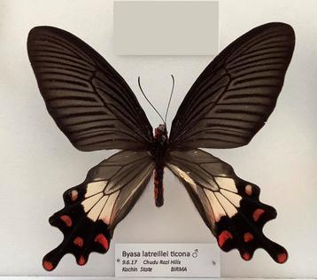 Byasa latreillei, Myanmar  beschikbaar voor biedingen