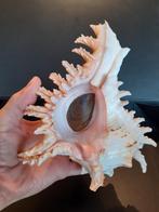 Coquillage Chicoreus ramosus XL pink background, Collections, Minéraux & Fossiles, Enlèvement ou Envoi, Coquillage(s)