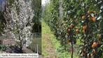 NASHI BOMEN (Meloenpeer/Appelpeer): LAAGSTAM 17€, HALFST 22€, Tuin en Terras, Planten | Fruitbomen, Lente, Perenboom, 100 tot 250 cm