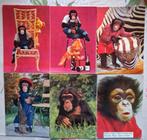 11 mooie postkaarten van apen, Verzamelen, Ophalen of Verzenden