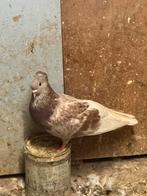 Pigeons, Dieren en Toebehoren, Vogels | Duiven