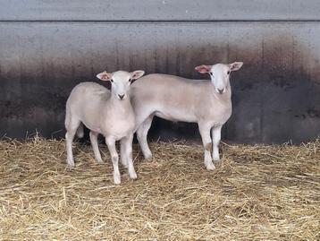 Easy care schapen Vrouwelijke dieren  beschikbaar voor biedingen