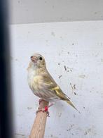 Europese sijs, Vrouwelijk, Wildzangvogel, Geringd