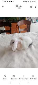 Konijn, Dieren en Toebehoren, Konijnen