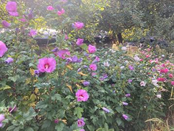 Hibiscus beschikbaar voor biedingen