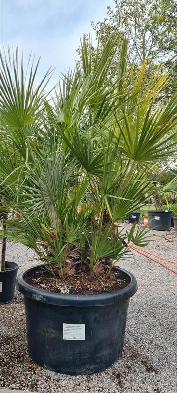 Europese dwergpalm  - Chamaerops Humilis  beschikbaar voor biedingen